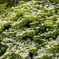 Viburnum plicatum Mariesii în timpul înfloririi. 