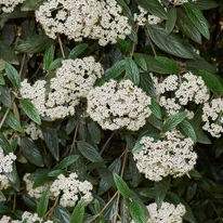 Florile arbustului Viburnum rhytidophyllum.