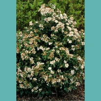 Viburnum Tinus decorează frumos într-un strat de flori. 