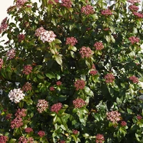 Arbustul Viburnum Tinus plin de flori. 