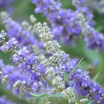Florile albastre ale arbustului Vitex agnus-castus. 