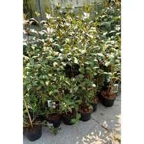 Weigela florida sănătoase, bine dezvoltate în ghivece 3 litri la Gardencentrum.net în luna iulie. 