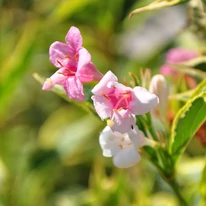 Weigela florida Sunny Princess K2 - Weigela pitică