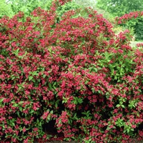 Aspectul arbustului Weigela roșu-rubiniu Bristol Ruby la maturitate.