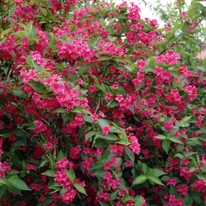 Lăstarii aplecați ai Weigela roșu-rubiniu Bristol Ruby.