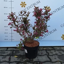Weigela florida Victoria în timpul înfloririi, în luna mai în pepiniera noastră. 
