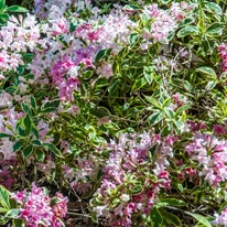 Weigela florida Variegata în timpul înfloririi. 