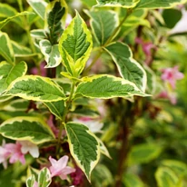Frunzele arbustului Weigela florida Variegata. 