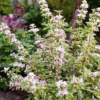 Weigela Nana Variegata înflorește la sfârșitul primăverii.
