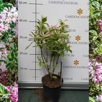 Weigela Nana Variegata în pepiniera noastră la sfârșitul lunii aprilie, înainte de înflorire.