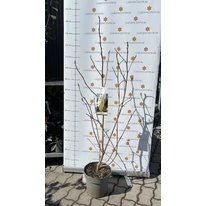 Magnolia Daphne în pepiniera noastră în luna martie. 