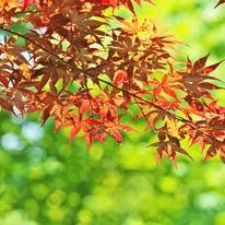 Cine nu și-ar dori un arțar japonez atât de frumos în grădină?