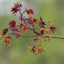 Înflorirea minunată a arțarului cu frunze roșii. 