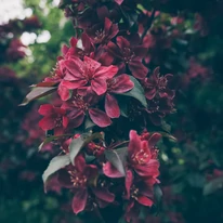Malus Royalty, în timpul înfloririi, în luna mai. 