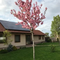 Prunus serrulata Kanzan.