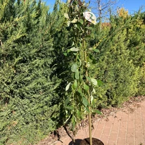 Salix caprea Kilmarnock la ghiveci. 