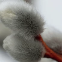 Inflorescența plantei Salix caprea Kilmarnock.