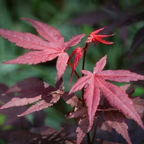 Acer palmatum Atropurpureum decoreazăcu frunze vișinii, deosebite. 