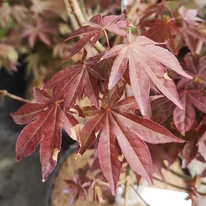 Arțarul japonez Atropurpureum decorează cu frunziș colorat. 