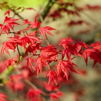 Frunzele roșu intens ale Acer palmatum Beni-Maiko.