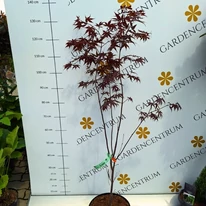 Acer palmatum Bloodgood în pepiniera noastră. 
