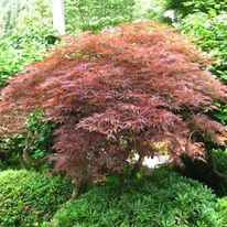 Frunzișul colorat arțarului japonez Garnet.