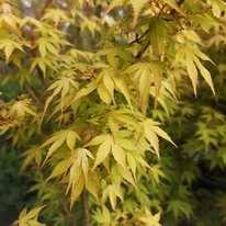 Frunzișul arțarului japonez emană o atmosferă orientală.