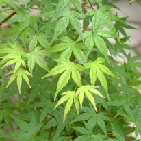Frunzișul verde al arțarului japonez Katsura, vara. 