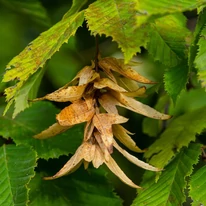 Carpinus betulus. 