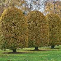 Carpinus betulus tuns. 
