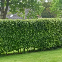 Gard viu format din Carpinus betulus. 