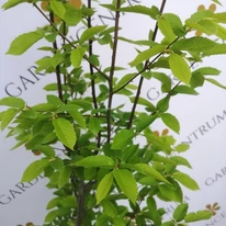 Frunzele și ramurile verticale ale Carpinus betulus Lucas, cu creștere columnară.