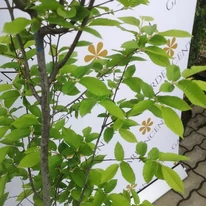 Frunzișul Carpinus betulus Lucas, detaliu de aproape.
