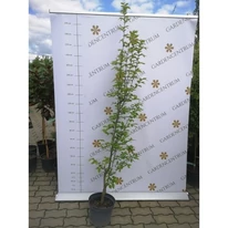 Un exemplar matur și viguros de Carpinus betulus Lucas, la mijlocul lunii aprilie în pepiniera noastră.