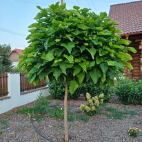 Aspectul arborelui Catalpa bignonioides Nana în luna august.