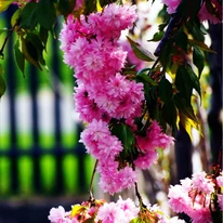 Ramurile plângătoare ale Prunus serrulata Kiku-Shidare Sakura sunt acoperite dens de flori roz.