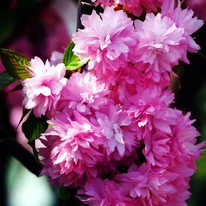 Florile duble ale cireșului japonez plângător Kiku-Shidare Sakura înfloresc primăvara.