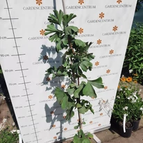 Ginkgo biloba K5 - Arborele pagodelor