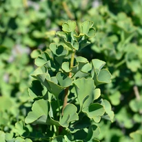 Frunzișul dens al arborelui ornamental Gingko biloba Mariken. 