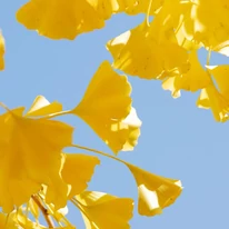 Toamna frunzele de Ginkgo biloba se schimbă în galben. 