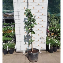 Ginkgo biloba K5 - Arborele pagodelor