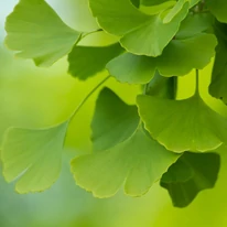 Frunzele deosebite în formă de evantai ale arborelui Gingko biloba. 