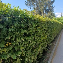 Gard viu tuns din carpen, în luna iunie, într-un parc. 