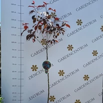 Malus Royalty în pepiniera noastră primăvara.