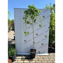 Morus alba Pendula C7,5 - Dud alb pletos