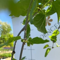 Morus alba Pendula C7,5 - Dud alb pletos