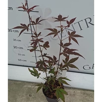 Acer palmatum Atropurpureum P10,5 -  Arțar japonez roșu