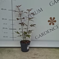 Acer palmatum Atropurpureum P10,5 -  Arțar japonez roșu
