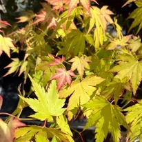 Acer palmatum Orange Dream - Arțar japonez Orange Dream