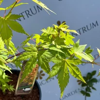 Acer palmatum Orange Dream - Arțar japonez Orange Dream